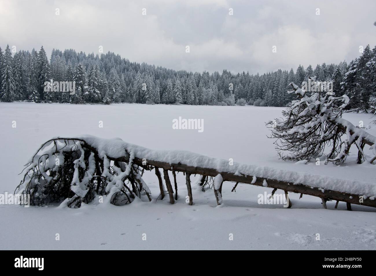 Winterliche Märchenstimmung am Moorsee Etang de la Gruere in den jurassischen Freibergen Foto de stock
