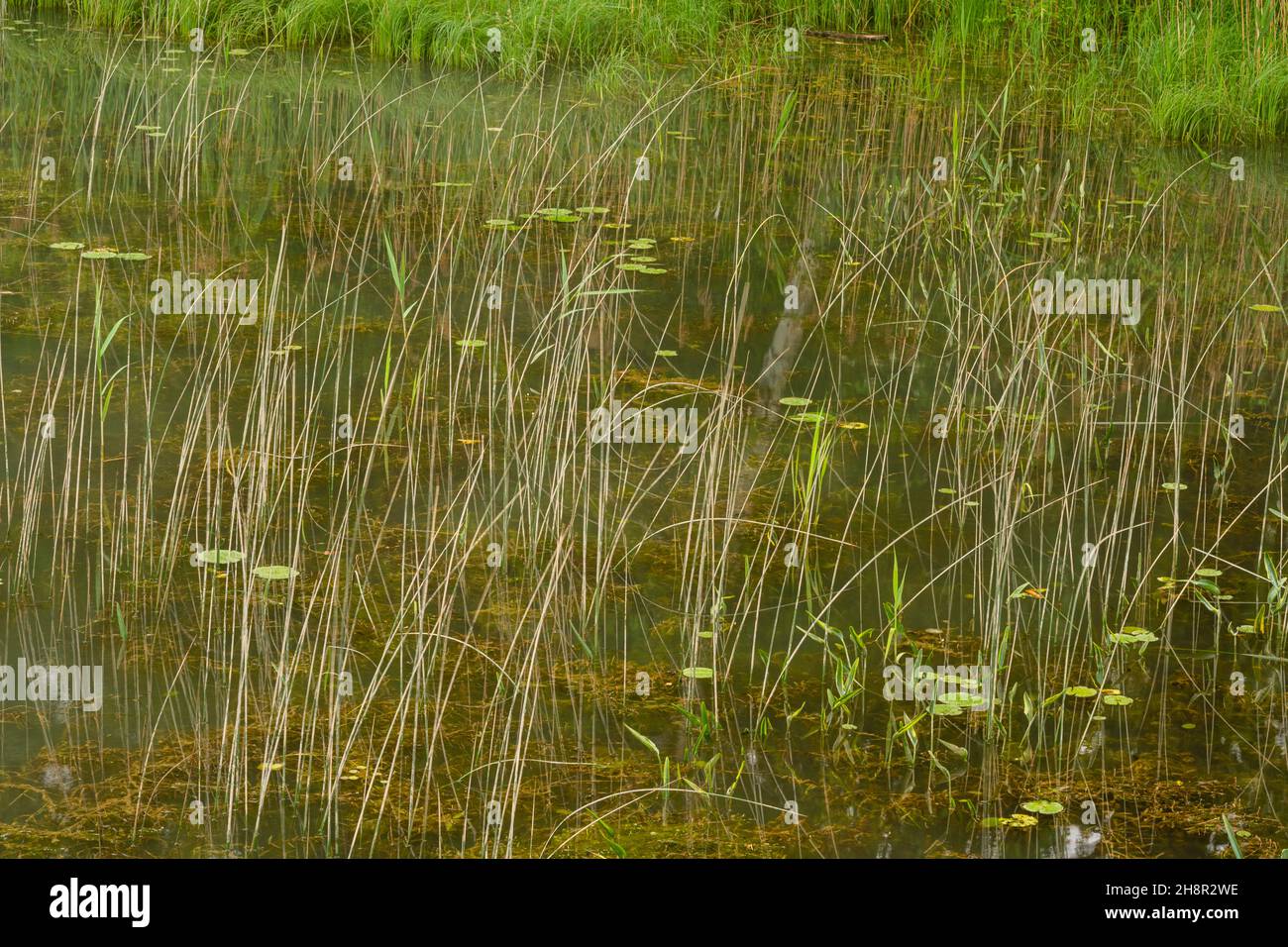 Vegetación acuática en el antiguo canal aprovechable, Parque Provincial de Pinery, Grand Bend, Ontario, Canadá Foto de stock