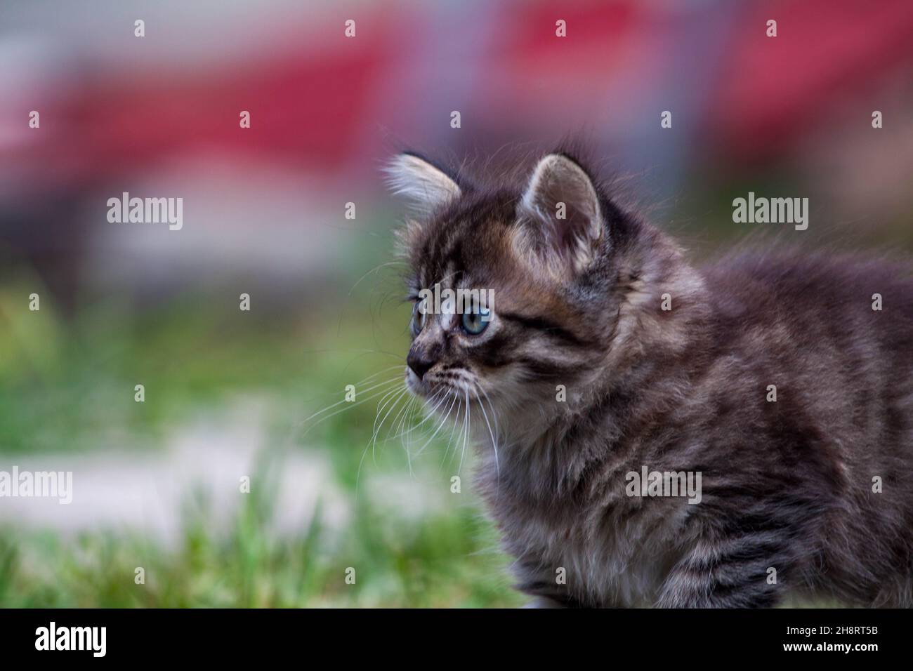 gatito asustado en la hierba verde. El gatito se escapó de casa y se perdió en el parque. Un gatito a rayas siberianas explora el mundo desconocido en la calle. Foto de stock