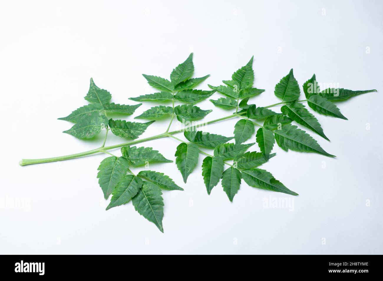 Leafs de Chinaberry o orgullo de la India, Melia azedarach, Satara,  Maharashtra, India. Las hojas se han usado como insecticida natural  Fotografía de stock - Alamy