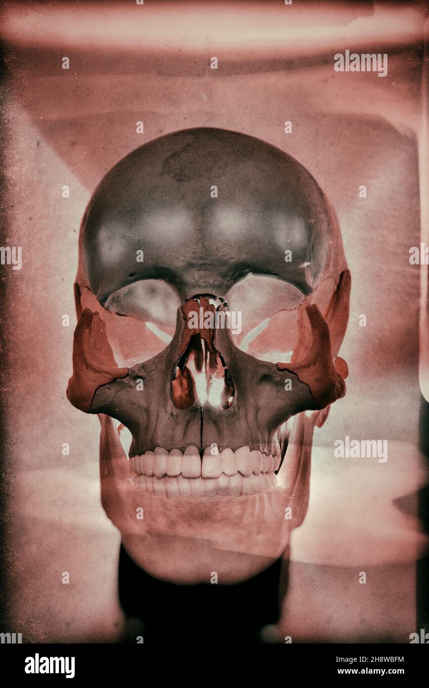 Cráneo humano, esqueleto alterado digitalmente. Foto de stock