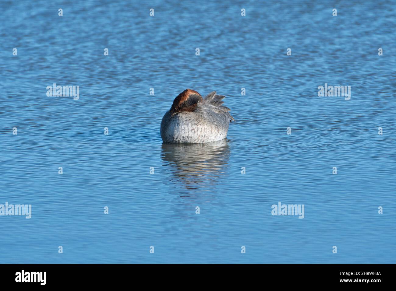 Drake o teal eurasiano masculino (Anas crecca) roosting en aguas poco profundas Foto de stock