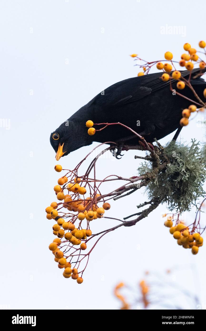 Stirling, Escocia, Reino Unido. 2nd de Dic de 2021. El tiempo en el Reino Unido: Un macho de pechera negra sobre bayas de rowan naranja en un jardín Stirling bajo cielos grises nublados Crédito: Kay Roxby/Alamy Live News Foto de stock