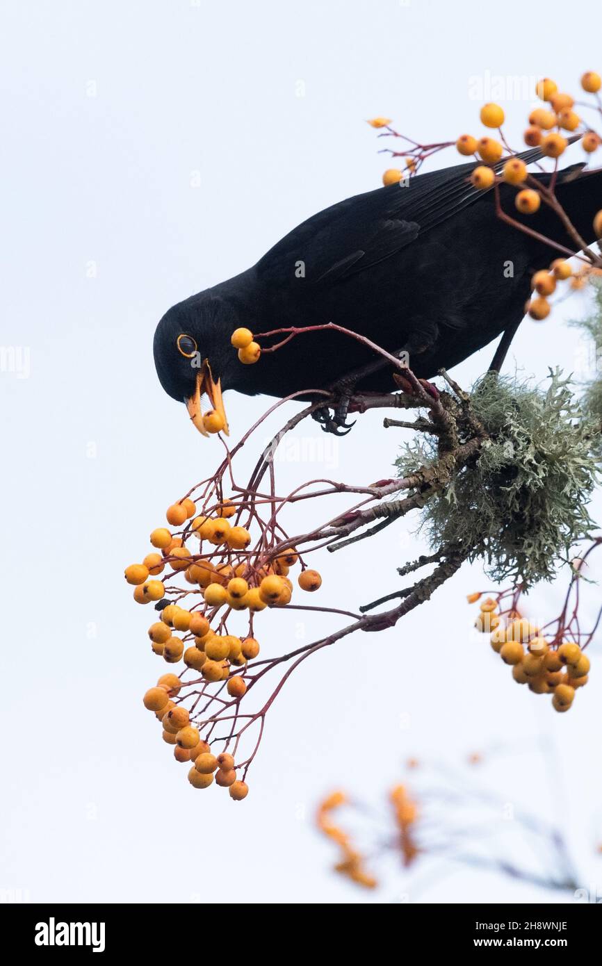 Stirling, Escocia, Reino Unido. 2nd de Dic de 2021. El tiempo en el Reino Unido: Un macho de pechera negra sobre bayas de rowan naranja en un jardín Stirling bajo cielos grises nublados Crédito: Kay Roxby/Alamy Live News Foto de stock