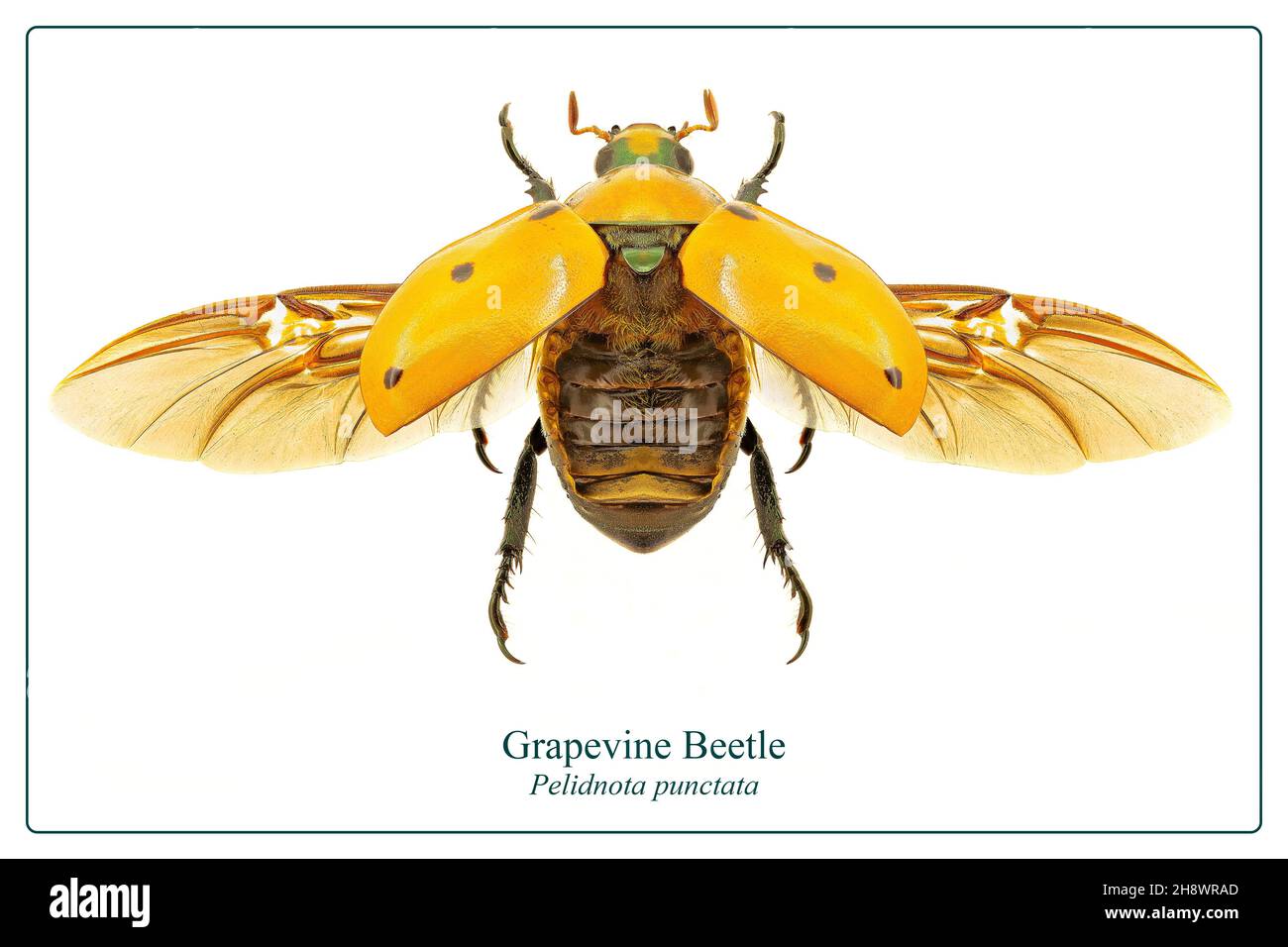 Escarabajo de Grapevine sobre fondo blanco parte de una colección de insectos Foto de stock