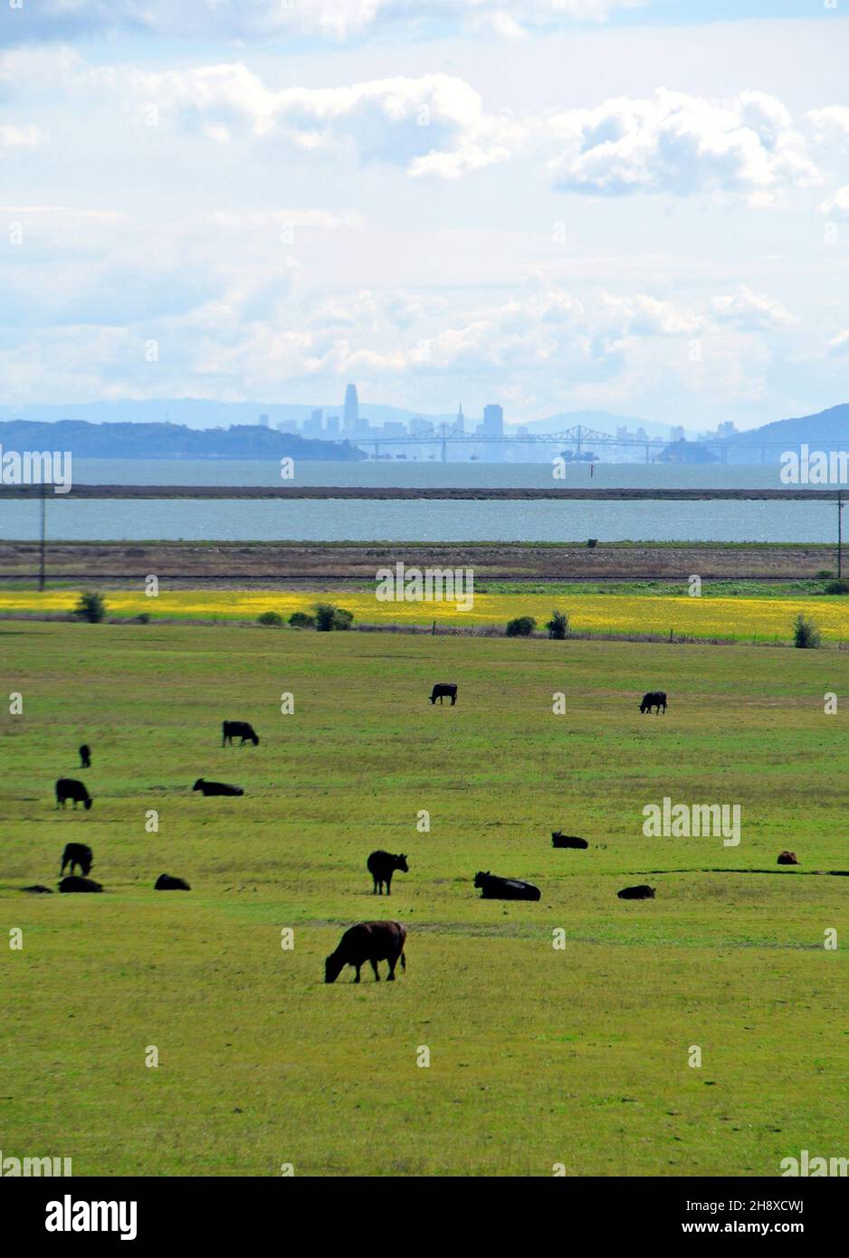 Vista panorámica del condado de Marin, san Fancsico, tierras de labranza y pastoreo de ganado en el norte de California Foto de stock