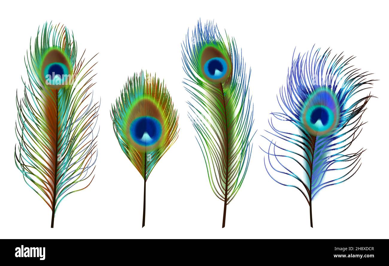 Pluma de pavo real o plumaje de un vector de aves raras Imagen