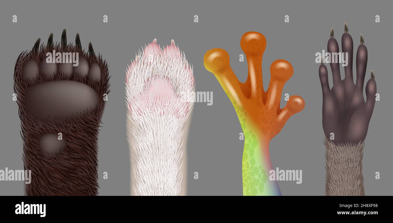 Paw realista. Animales salvajes patas gato perro oso rana mapón decente vectores colección de imágenes Ilustración del Vector