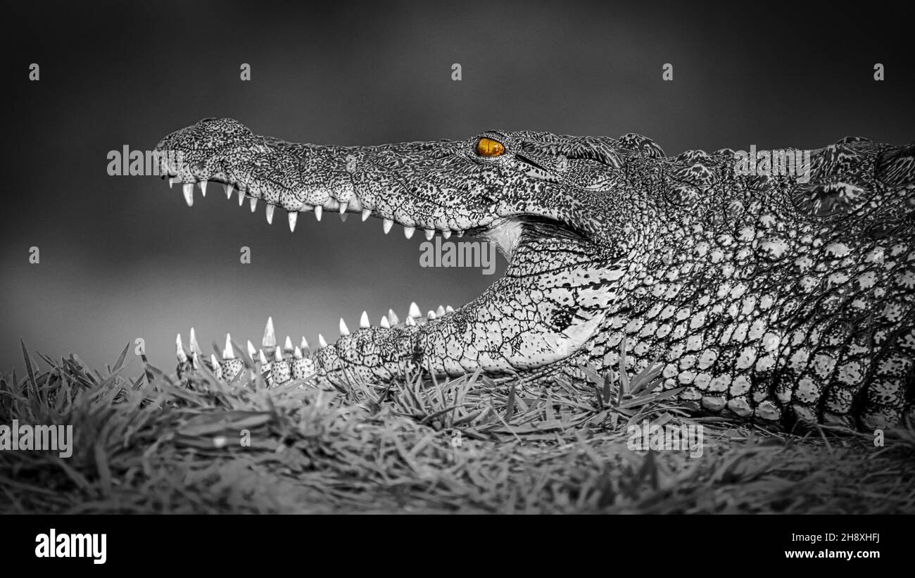 Krokodil en Lauerstellung Foto de stock