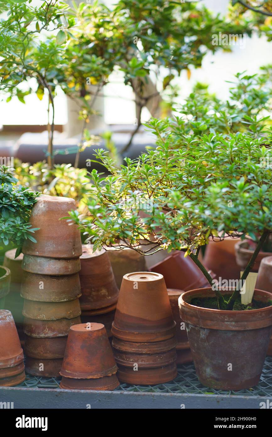Pilas de antiguas ollas de cerámica para el cultivo de plantas domésticas,  azalea planta en jardín de invierno o naranjal Fotografía de stock - Alamy