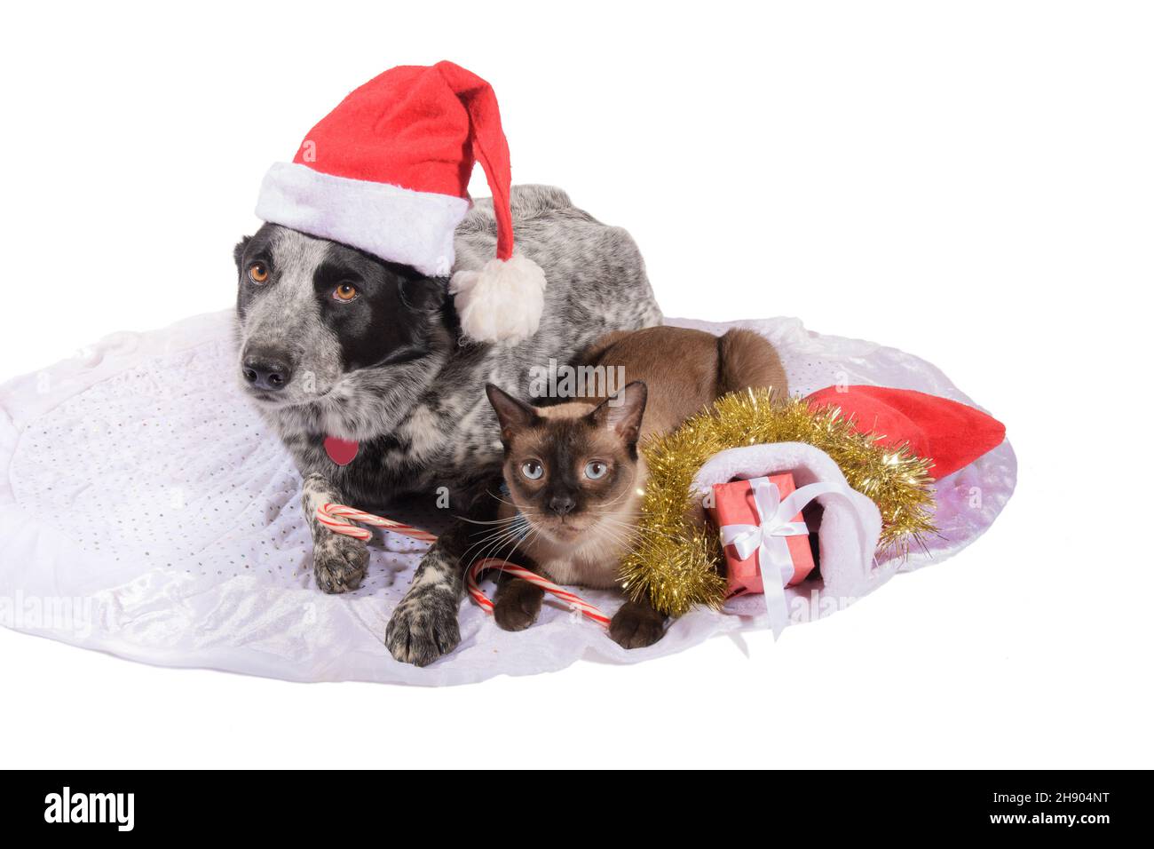 Perro blanco y negro manchado con sombrero de Santa junto a un gato siamés con caña de caramelo; amistad navideña Foto de stock