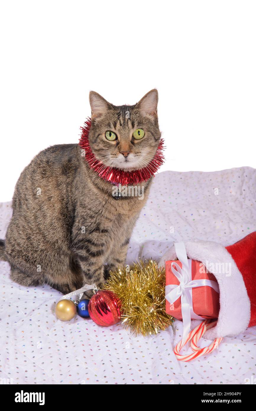 Gato tabby marrón con tinsel rojo, sentado al lado de una media con regalos y coloridas bolas de Navidad a sus pies; mirando al espectador Foto de stock