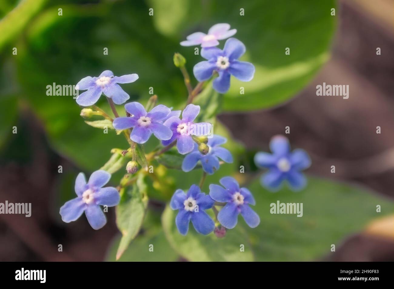 Las flores azules me olvidan, no. Nombre latino Myosotis sylvatica. Fondo  floral Fotografía de stock - Alamy