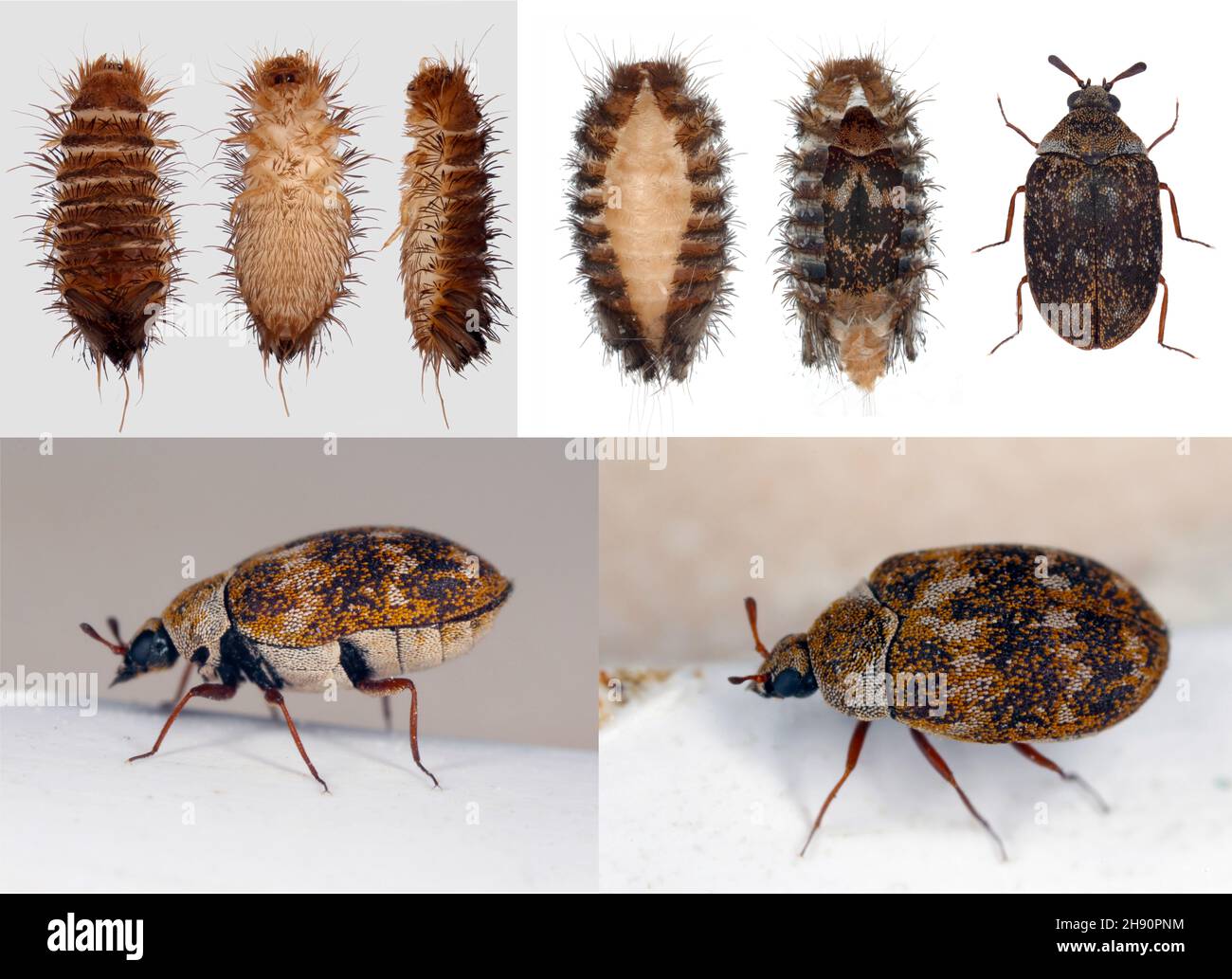 Escarabajo de la alfombra Anthrenus (Dermestidae). Es una plaga común en  los hogares. La larva de este escarabajo es una plaga en los productos de  la piel Fotografía de stock - Alamy