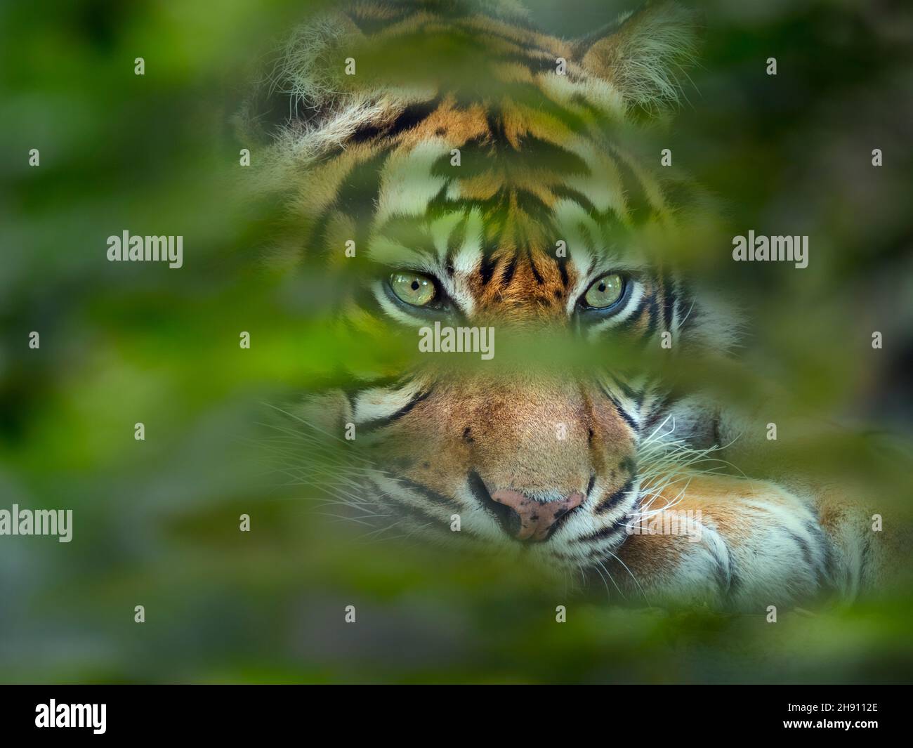 Tigre de Sumatra Panthera tigris sondaica Foto de stock
