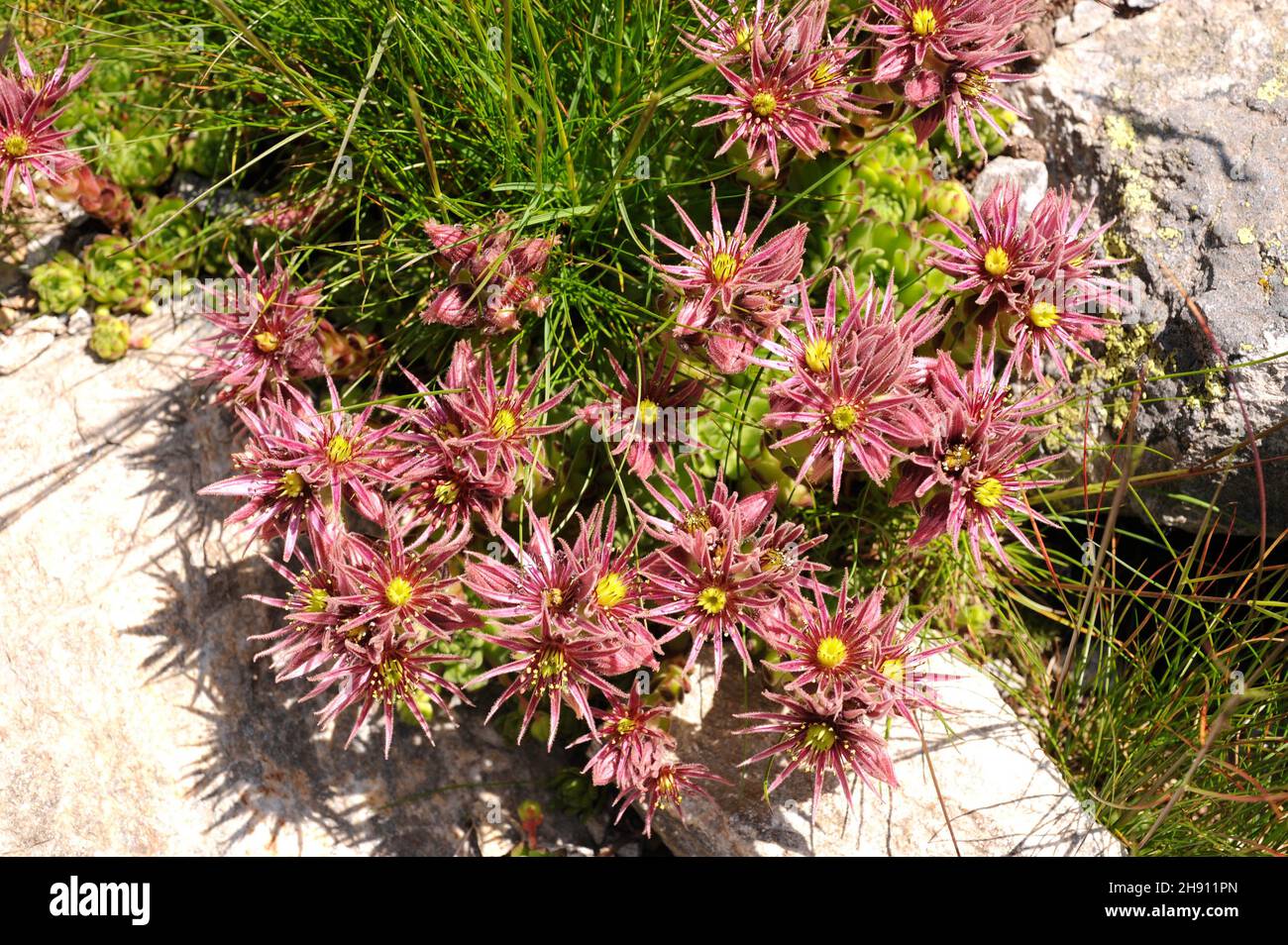 Siempreviva de montana (Sempervivum montanum) es una planta suculenta  nativa de las montañas europeas. Detalle de flores. Esta foto fue tomada en  Val d'Aran Fotografía de stock - Alamy