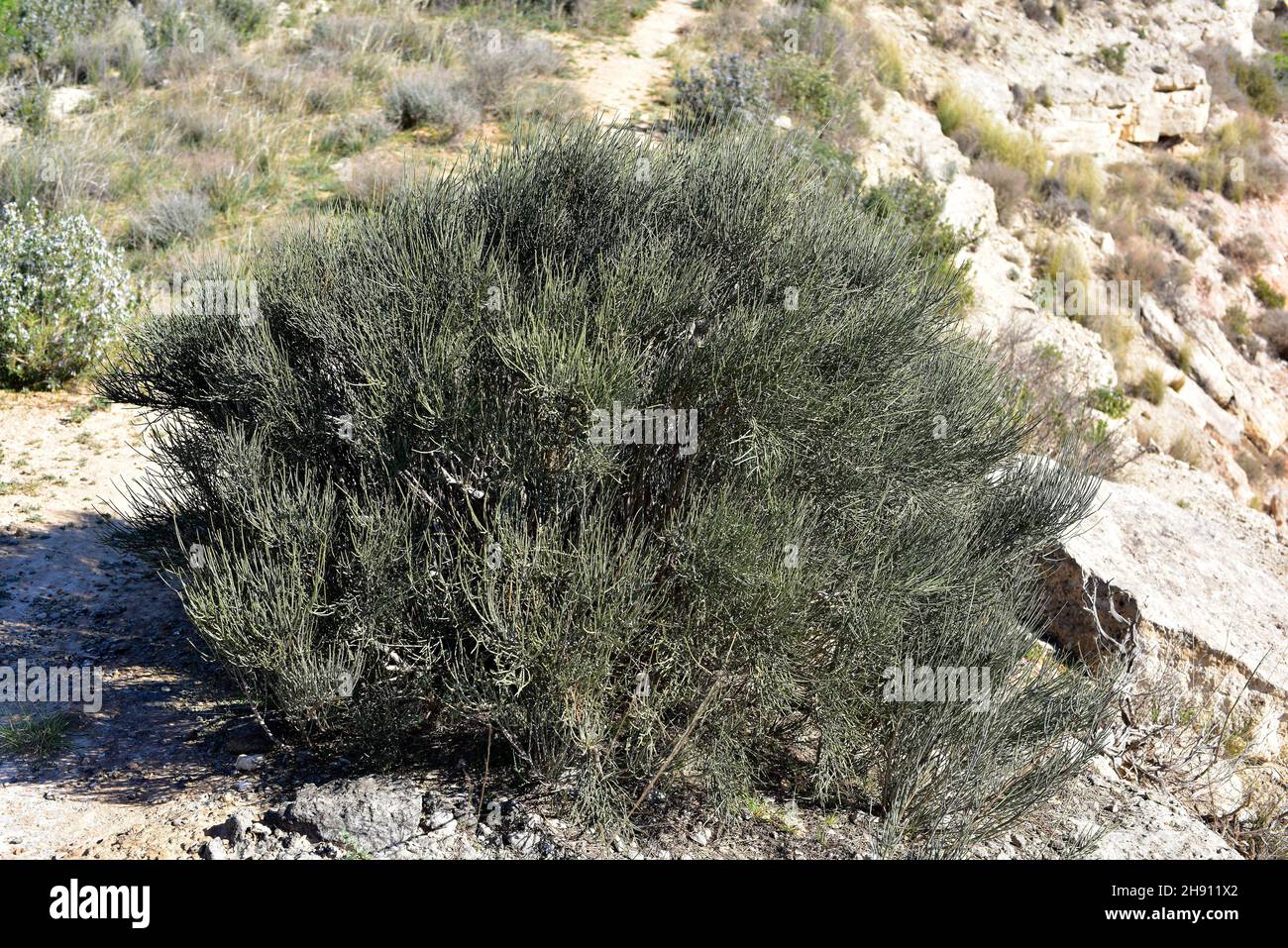 Efedra (Ephedra Major o Ephedra nebrodisis) es un arbusto medicinal nativo de parte de la cuenca mediterránea y del oeste de Asia. Esta foto fue tomada en Foto de stock