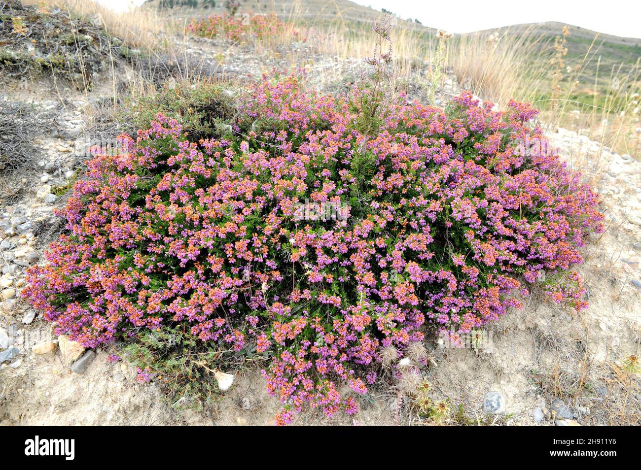 Cornish heath (Erica vagans) es un subarbusto nativo de Europa occidental. Esta foto fue tomada en Burgos, Castilla y León, España. Foto de stock