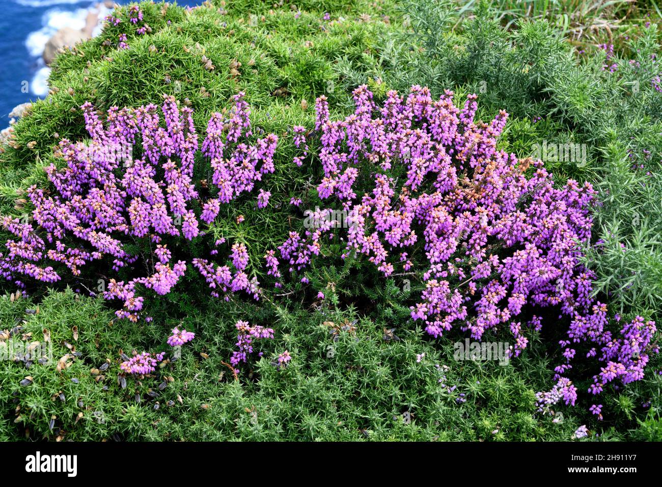 Bell heather (Erica cinerea) es un arbusto nativo de Europa occidental, desde el norte de España hasta el sur de Noruega. Esta foto fue tomada en Cabo de Penas, Foto de stock