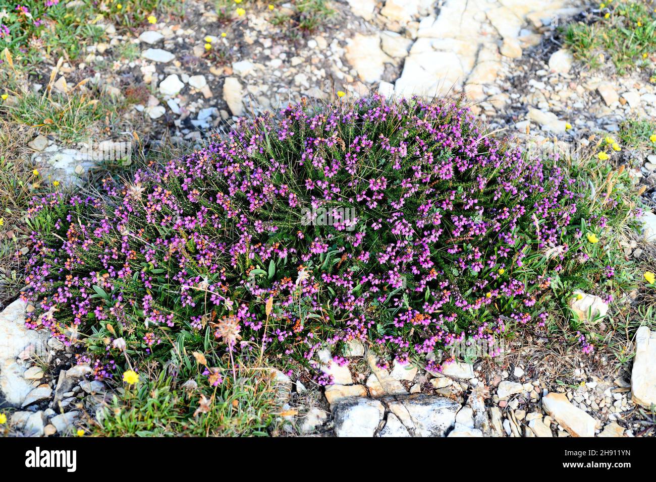 Bell heather (Erica cinerea) es un arbusto nativo de Europa occidental, desde el norte de España hasta el sur de Noruega. Esta foto fue tomada en Ribadeo, Lugo, Foto de stock
