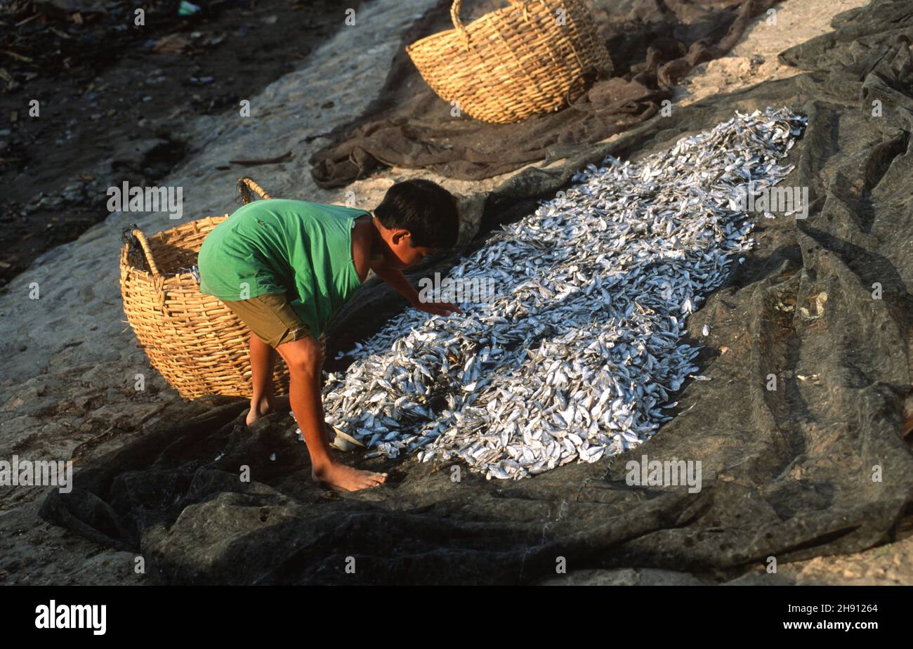 Makassar o Ujung Pandang, niño recogiendo pescado seco. Sulawesi, Indonesia. Foto de stock