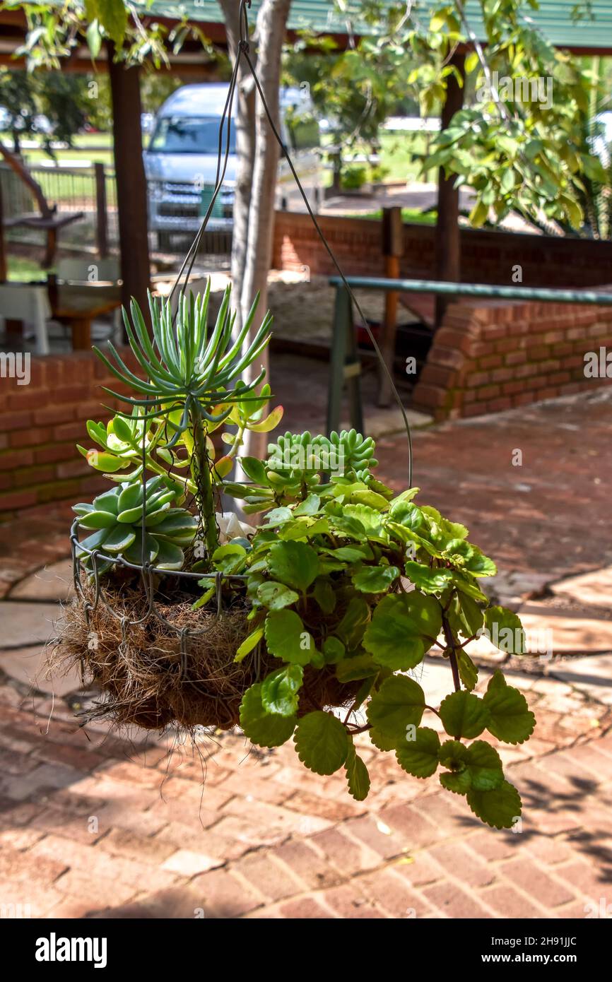 Plantas suculentas colgando en una cesta utilizada para la decoración  exterior del hogar como un pequeño jardín diseñado para espacios confinados  Fotografía de stock - Alamy