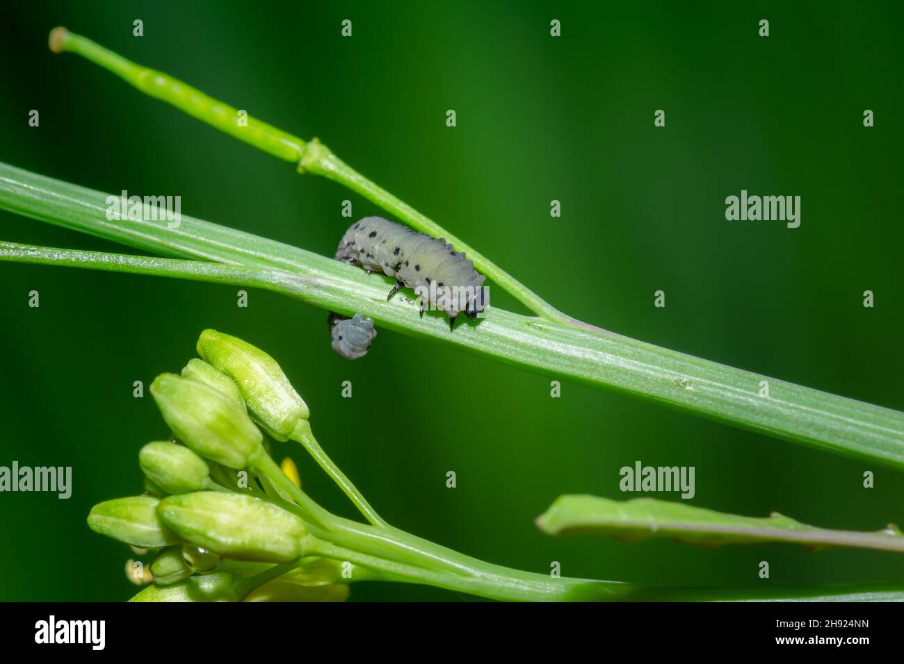 Las larvas de la mosca de la mostaza en la planta de la mostaza. El nombre científico es Athalia lugens, que es una plaga importante de la cosecha de mostaza. Foto de stock