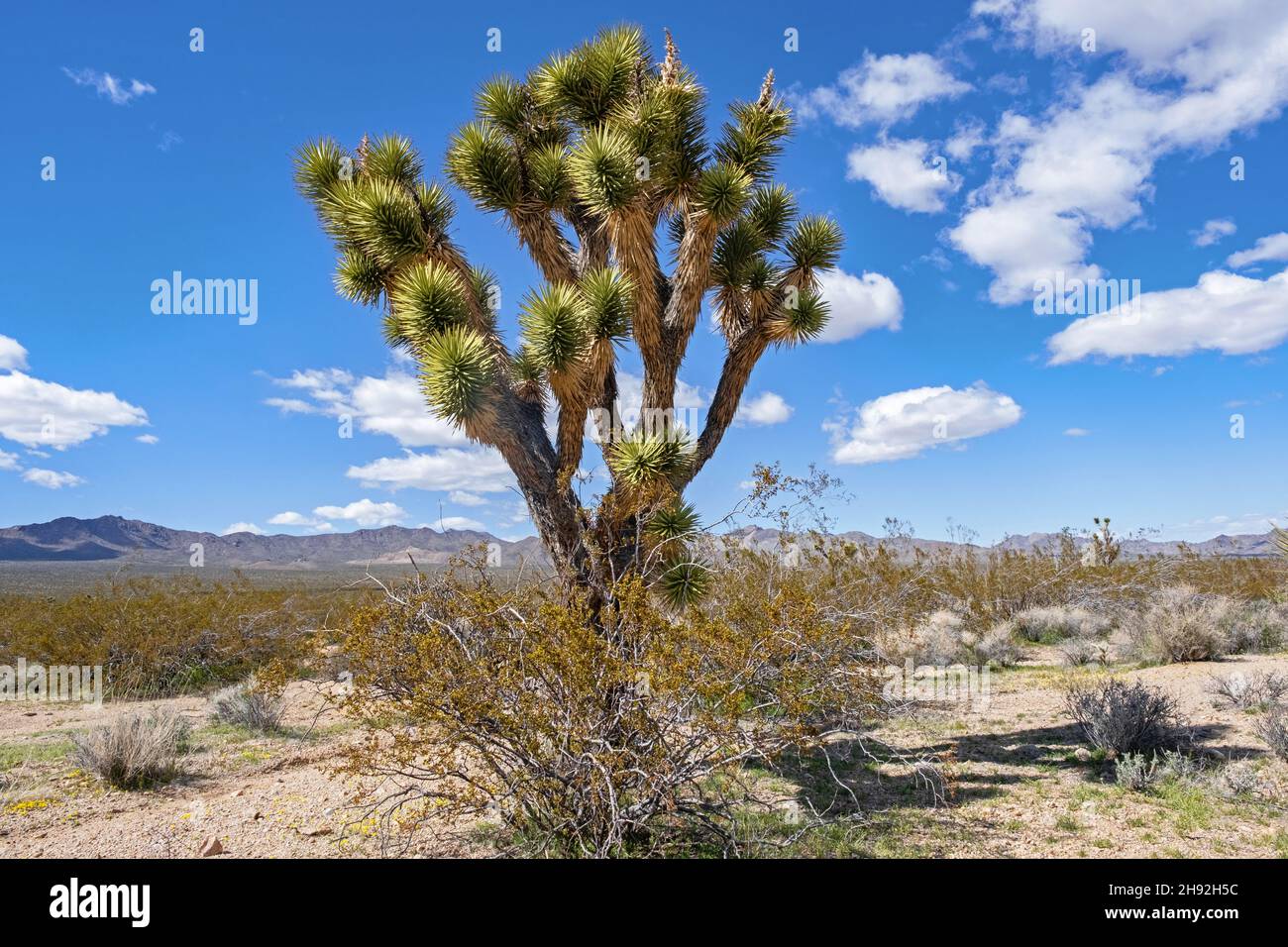 Joshua tree / yucca palm (yucca brevifolia) en la Reserva Nacional Mojave en el Desierto Mojave del Condado de San Bernardino, California, Estados Unidos Foto de stock