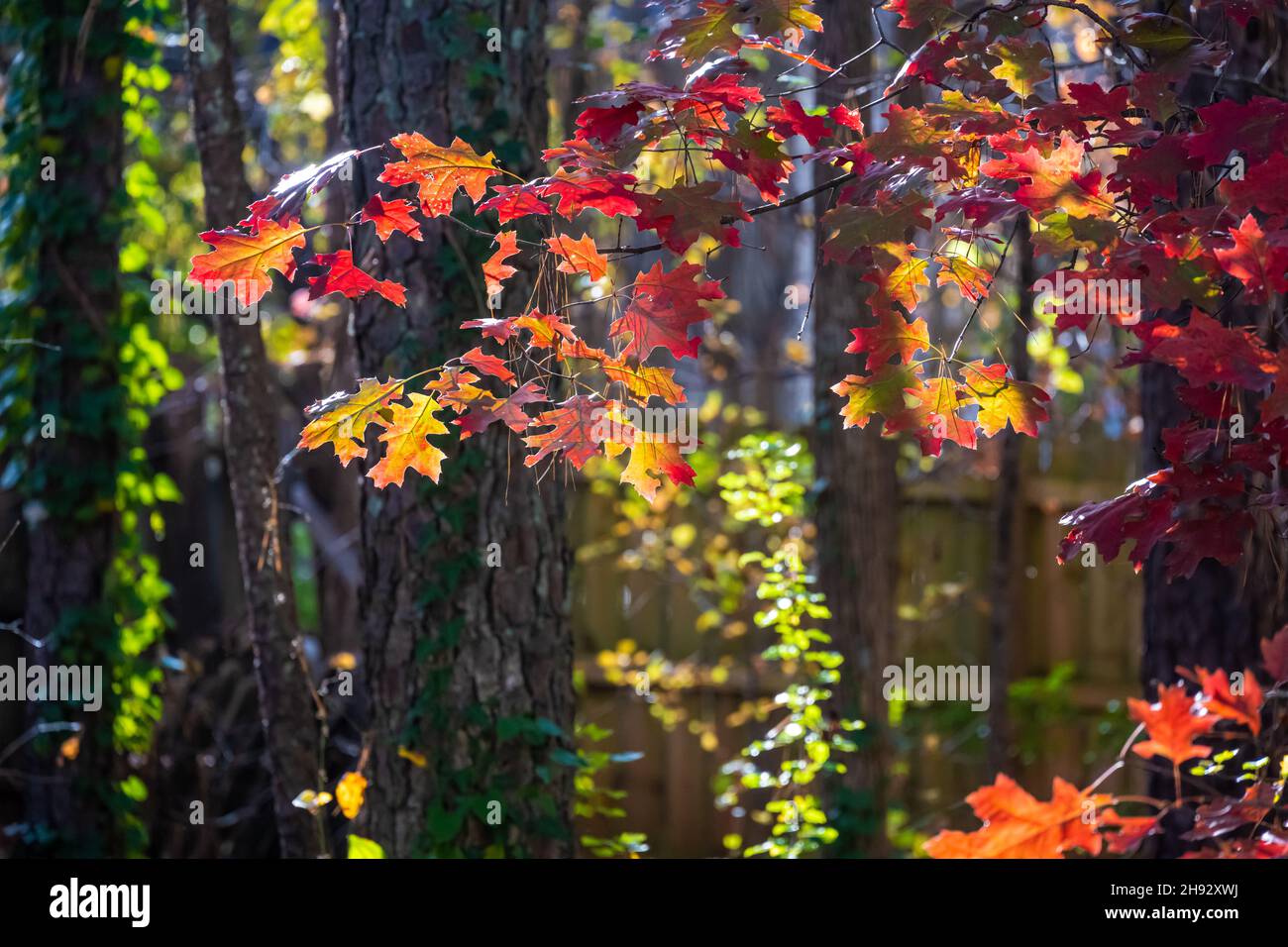Vista del patio trasero de los vibrantes colores retroiluminados del otoño en Metro Atlanta, Georgia. (EE. UU.) Foto de stock