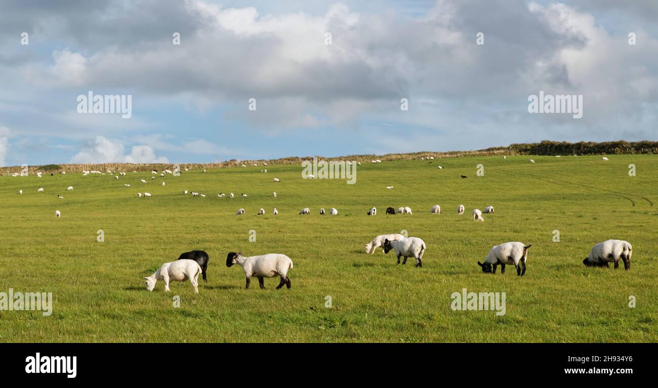 Ovejas domésticas (Ovis aries) pastando pastos en las laderas, al norte de Cornwall, Reino Unido, septiembre. Foto de stock