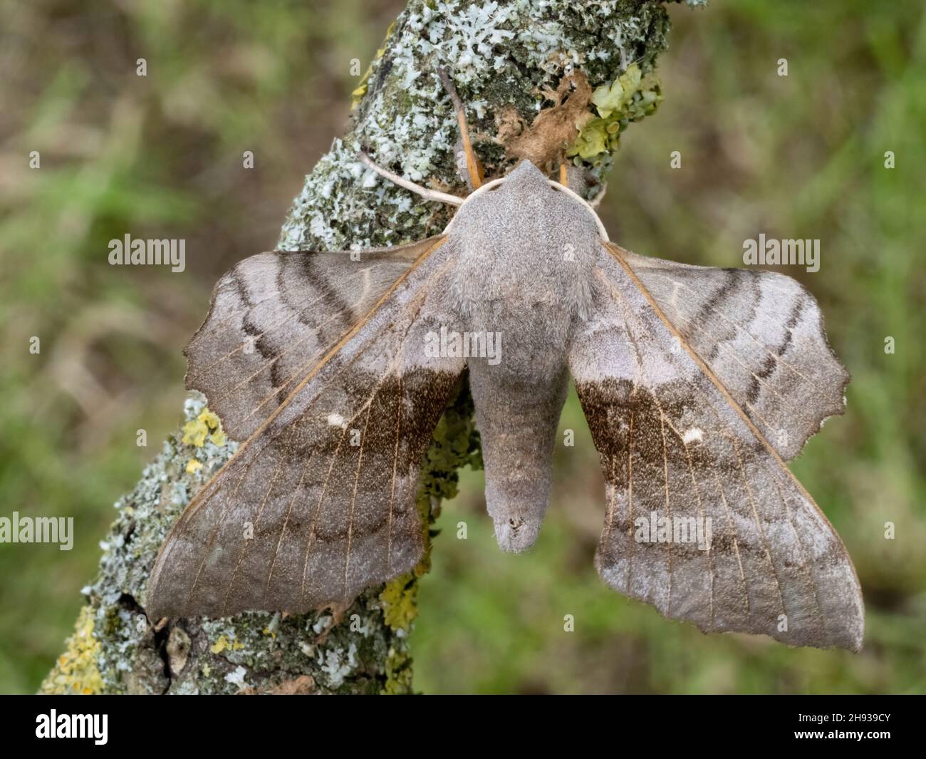 Un Poplar Hawk-Moth (Laothoe populi) en reposo en un pequeño árbol en el Campo Inglés Foto de stock