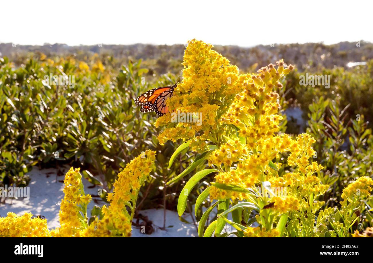 Una mariposa monarca (Danaus plexippus) en la vara de oro en Assateague Island National Seashore, Maryland Foto de stock
