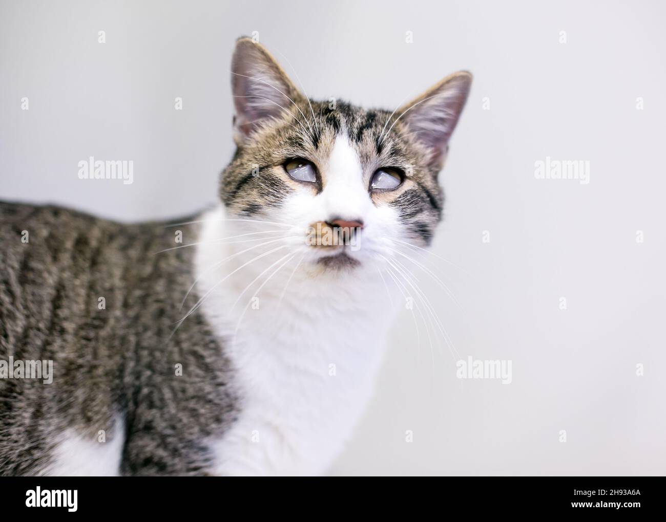 Un gato de shorthair con un caso grave de síndrome de Haw, donde los terceros párpados o las membranas que se mellan cubren ambos ojos Foto de stock