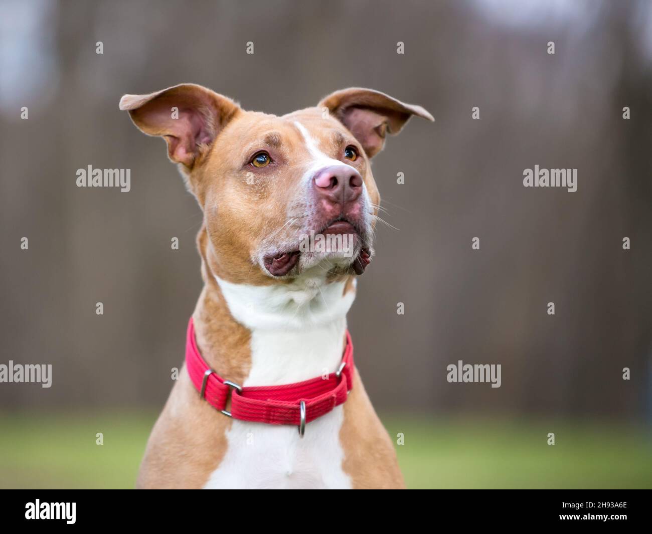 Un amistoso perro rojo y blanco Pit Bull Terrier de raza mixta con orejas grandes y llevar un cuello rojo Foto de stock