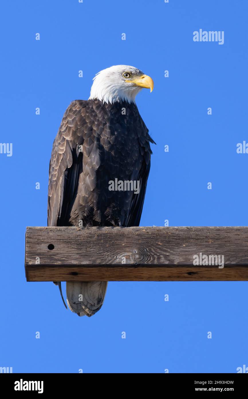 Un águila calva madura sobre una perca de madera gruesa contra un cielo azul claro. El pájaro adulto tiene una cabeza blanca y pico amarillo mientras observa Foto de stock
