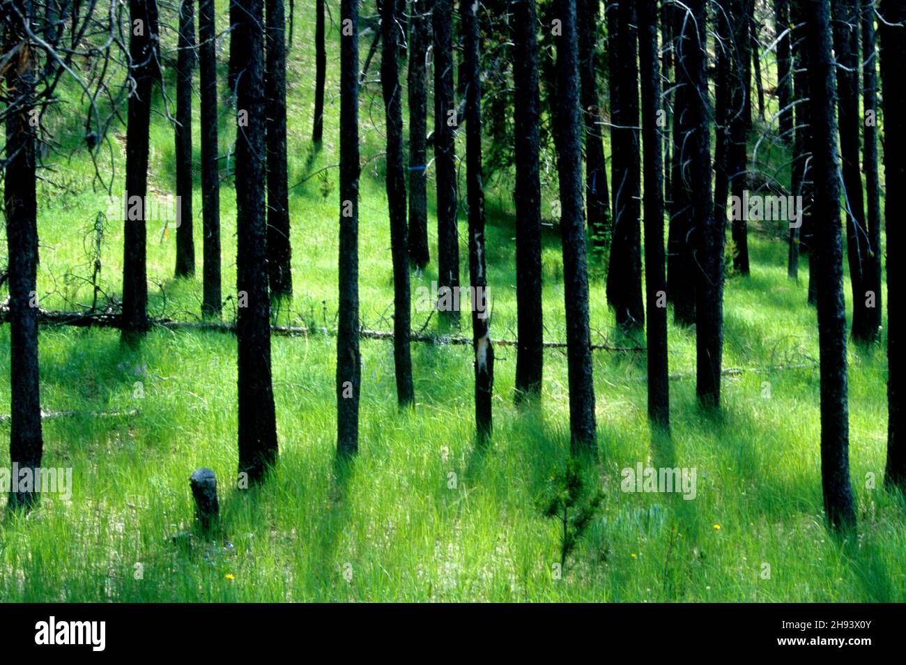 Bosque de pinos Lodgepole a finales de la primavera Foto de stock