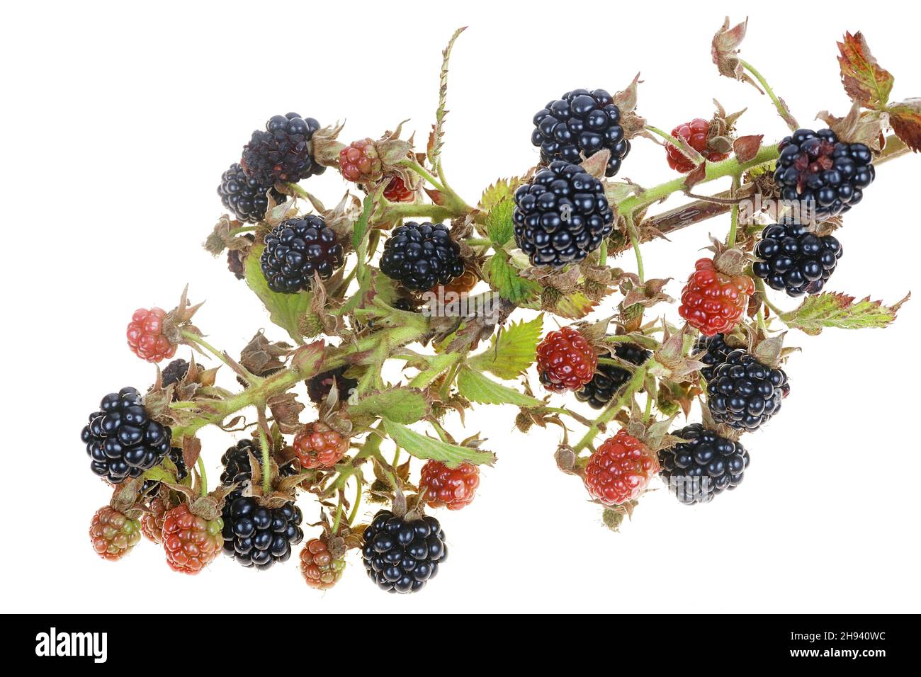 Bayas maduras e inmaduras de la fruta del blackberry del jardín en rama afilada espinosa. Aislado en blanco macro-estudio Foto de stock