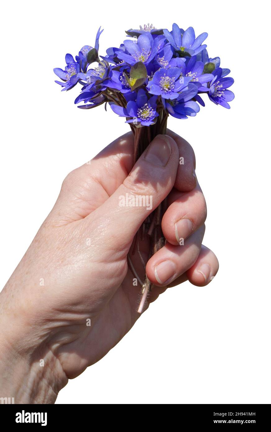 Un primer bosque de primavera flores azules en la mano. Aislado sobre blanco Foto de stock
