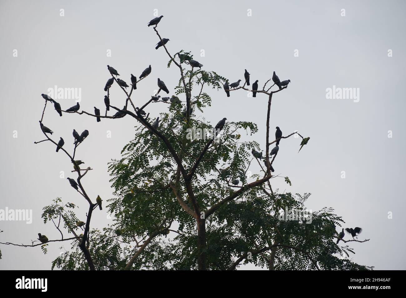 un grupo de pájaros silueta en el árbol Foto de stock