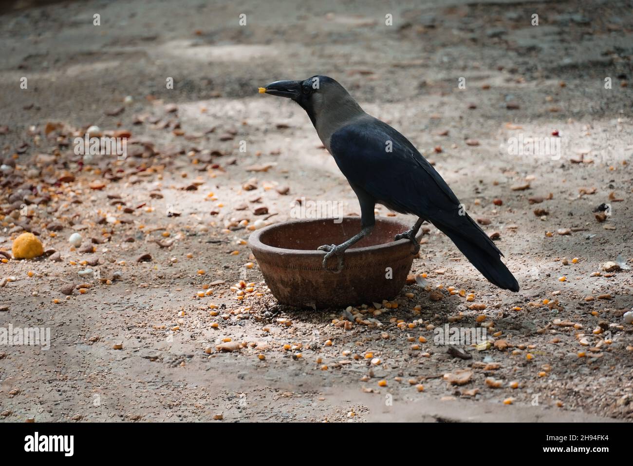 Imagen de agua potable de cuervo sediento al aire libre Foto de stock