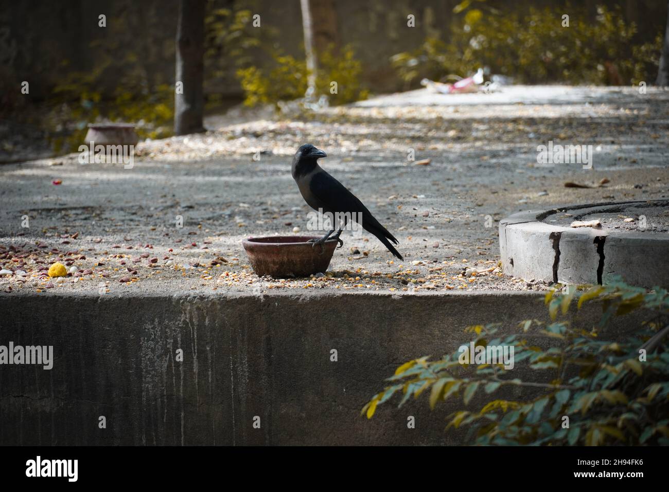 Imagen de agua potable de cuervo sediento al aire libre Foto de stock