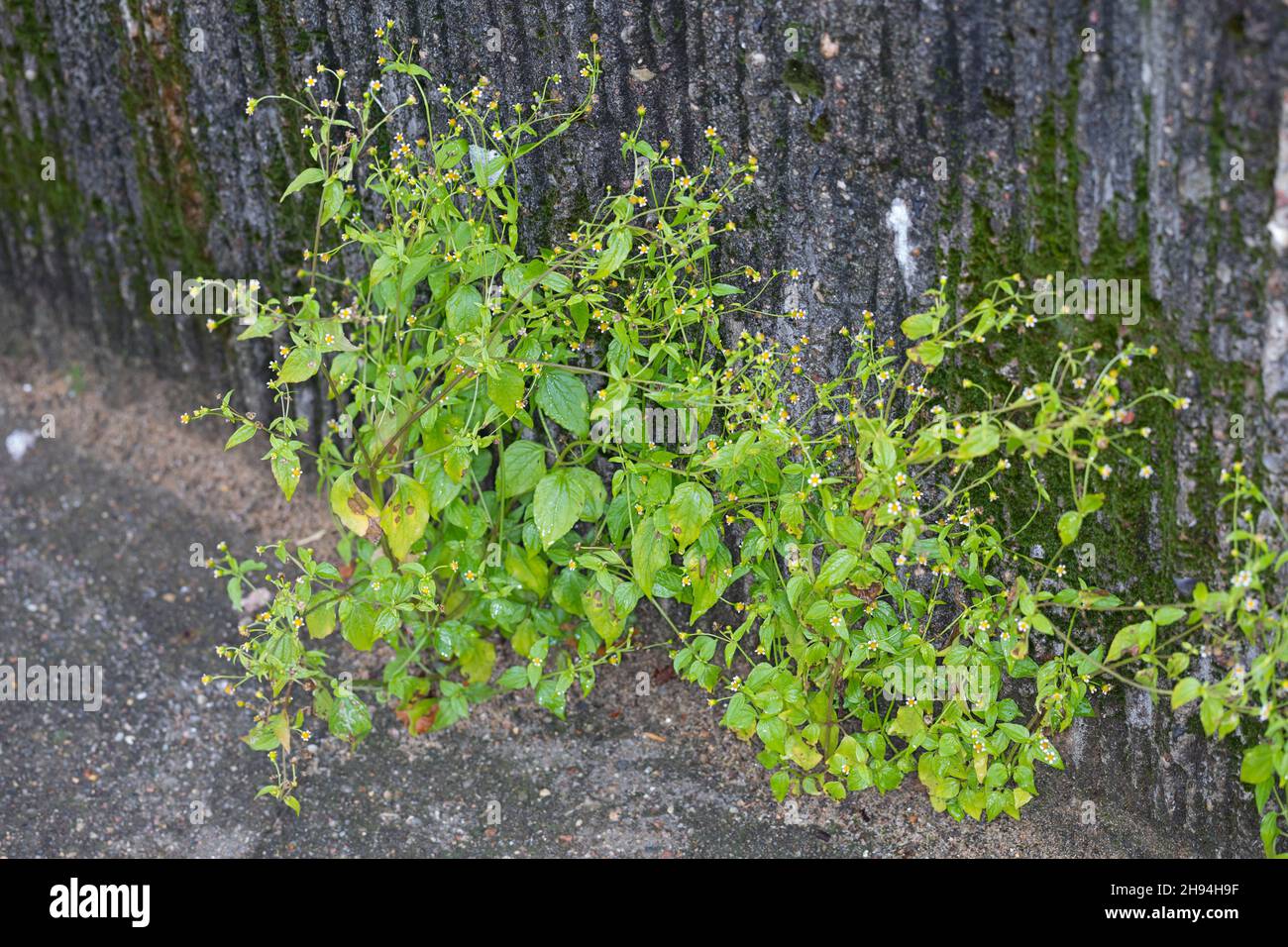 Kleinblütiges Knopfkraut, Kleinblütiges Franzosenkraut, Kleines Knopfkraut, Knopfkraut, Franzosenkraut, Galinsoga parviflora, soldado galante, quickwe Foto de stock