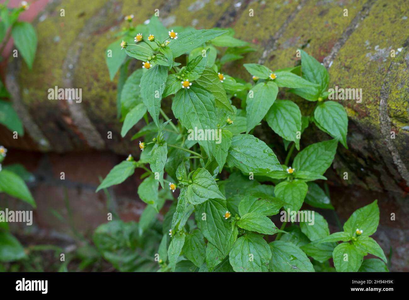 Kleinblütiges Knopfkraut, Kleinblütiges Franzosenkraut, Kleines Knopfkraut, Knopfkraut, Franzosenkraut, Galinsoga parviflora, soldado galante, quickwe Foto de stock