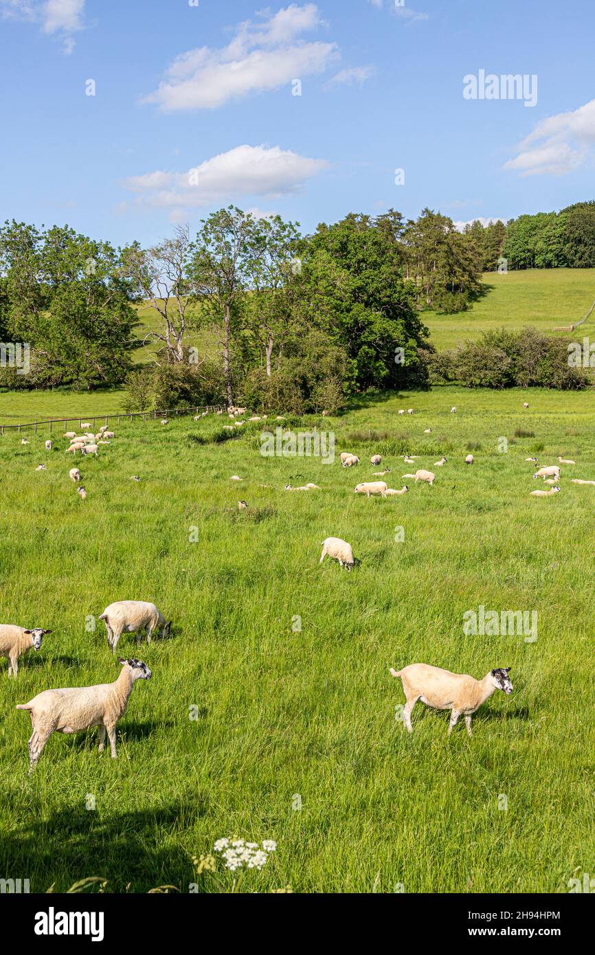 Un campo de ovejas en junio cerca de la aldea Cotswold de Fossebridge, Gloucestershire Reino Unido Foto de stock