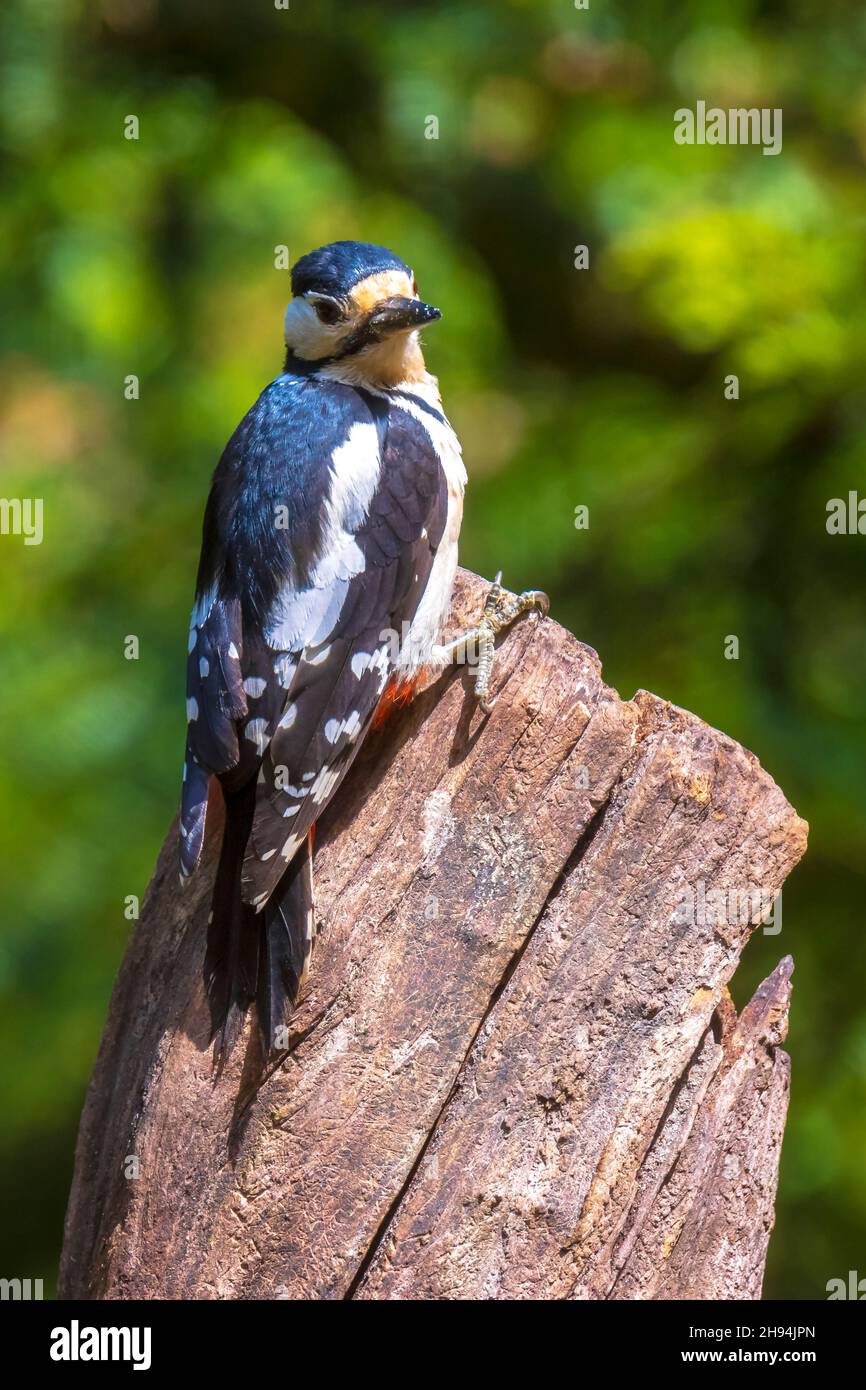 Primer plano de un pájaro, pico picapinos Dendrocopos major, encaramado en un bosque en la temporada de verano Foto de stock