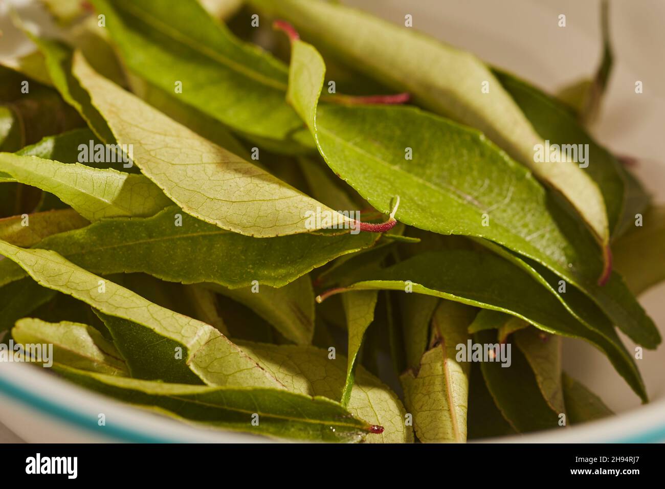 Un tazón de hojas de curry, a veces llamado hojas de kari, un ingrediente indio clásico. Foto de stock