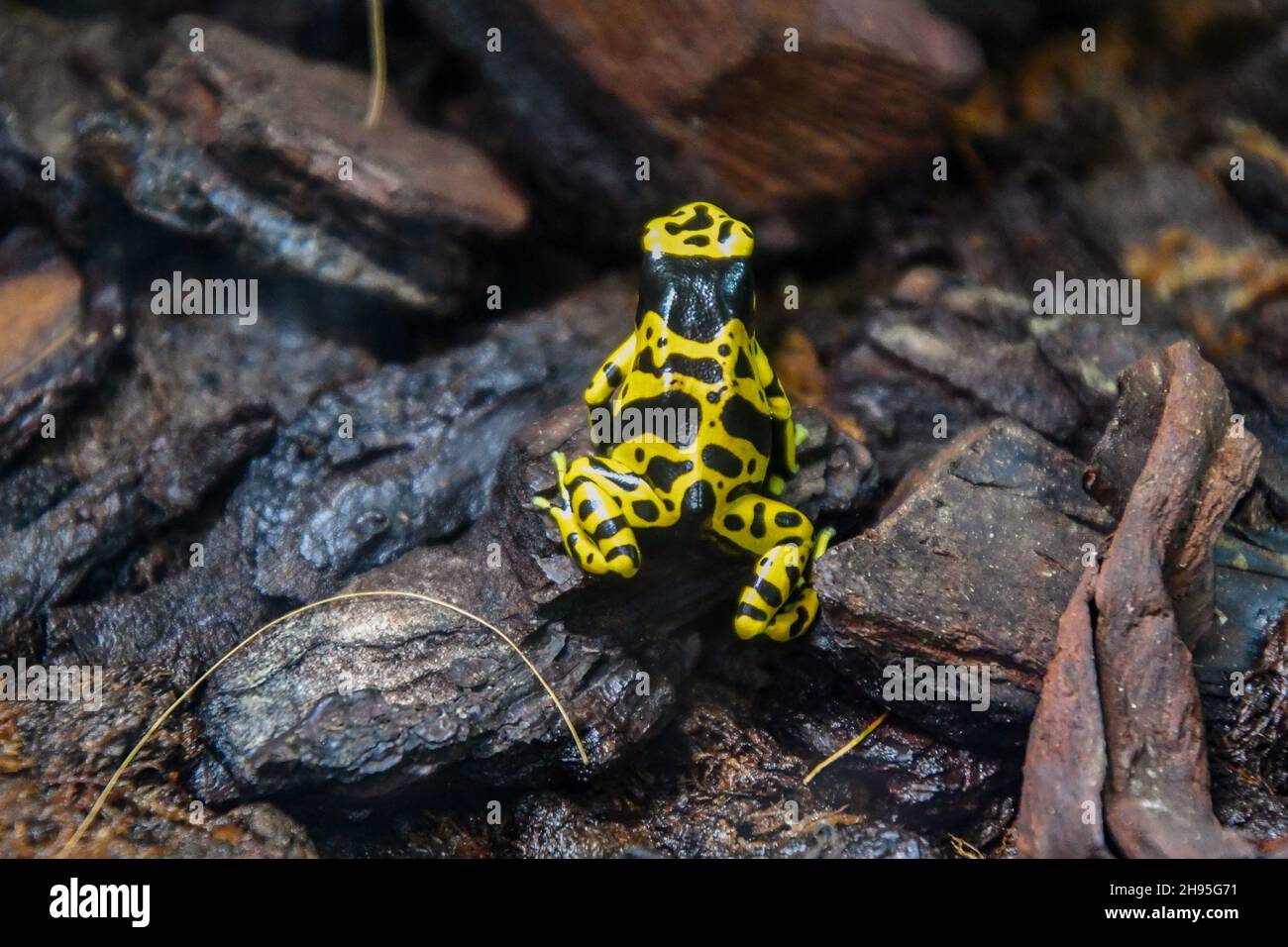 Una rana de dardo venenosa de banda amarilla (Dendrobates leucomelas), una rana venenosa, dentro de un terrario en el Acuario de Génova, Liguria, Italia Foto de stock