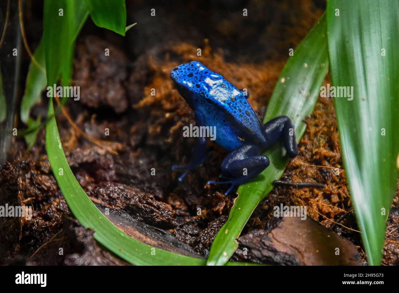 Una rana de dardos venenosos azules o rana de flechas venenosas azules (Dendrobates tinctorius 'azureus') dentro de un terrario en el Acuario de Génova, Livorno, Italia Foto de stock