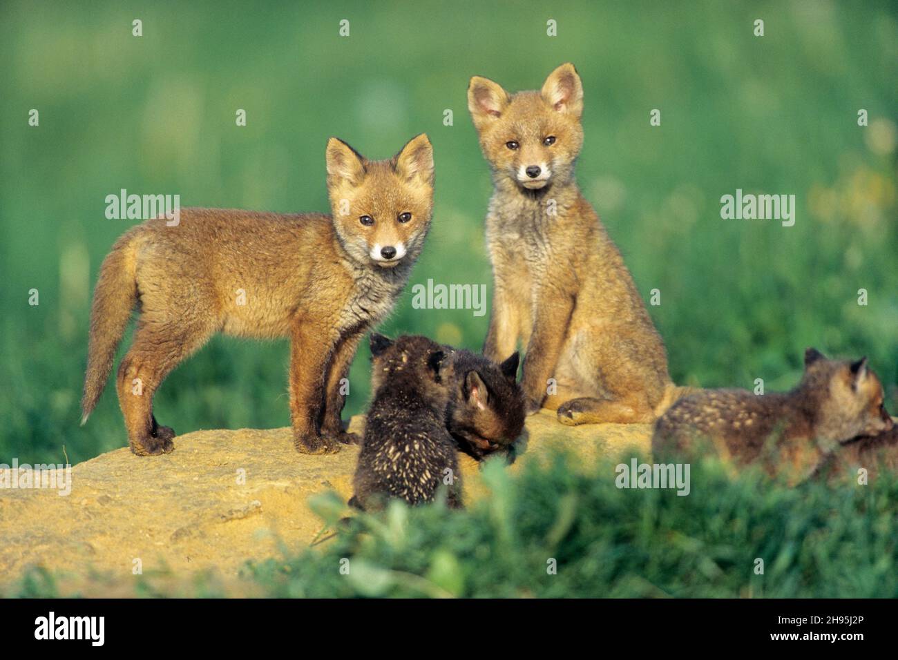 Zorro rojo europeo (Vulpes vulpes), dos camadas de zorro de diferentes tamaños y edades, delante de den, Baja Sajonia, Alemania Foto de stock