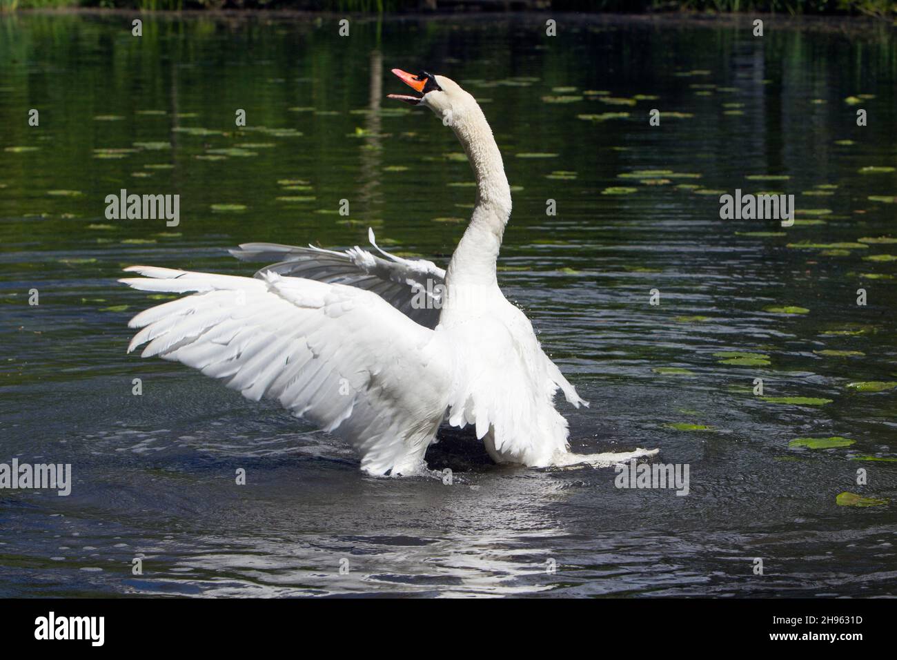Mute Swan (Cygnus olor), en el lago, criando fuera del agua, revolotando sus alas y llamando, imponente, Baja Sajonia, Alemania Foto de stock